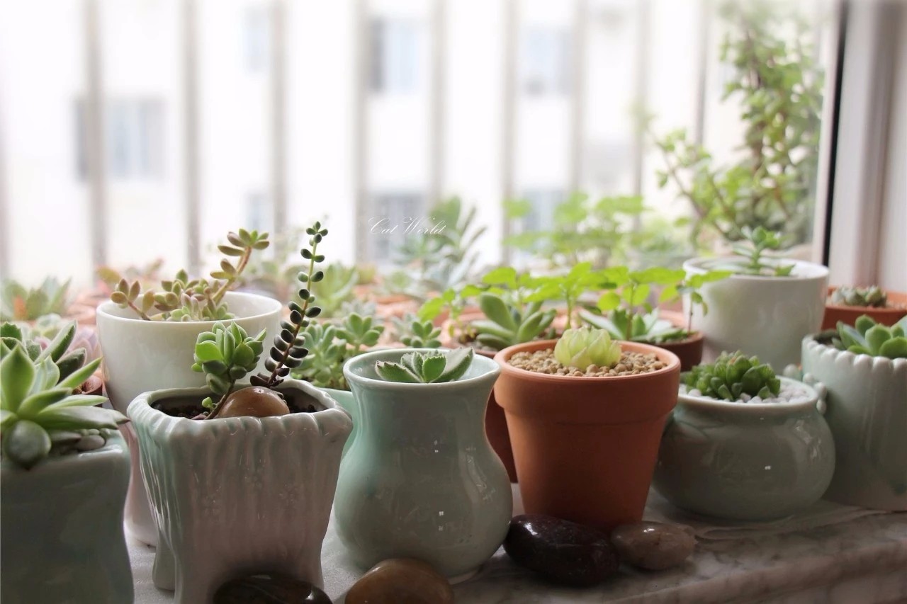 植物.jpg